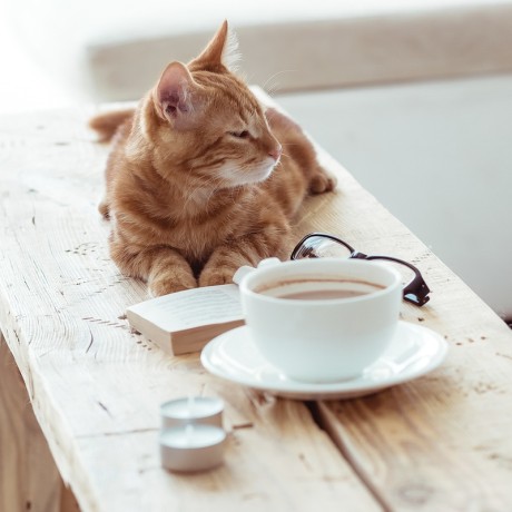kočka s kafem